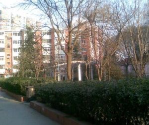 交林夾道 交林夾道