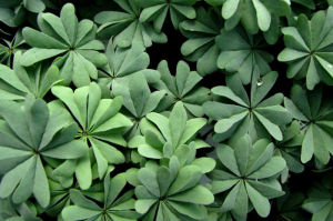 腺葉酢漿草 腺葉酢漿草