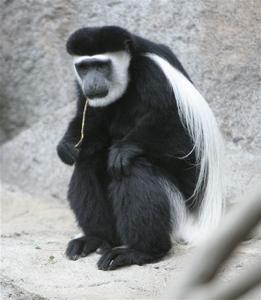 黑白疣猴