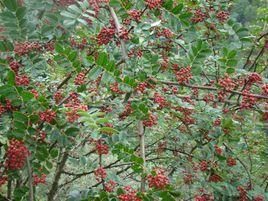 花椒樹村[雲南省楚雄市西舍路鄉花椒樹村]