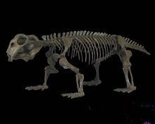 曾經統治史前的水龍獸化石