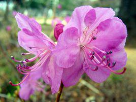 金達萊花[植物]