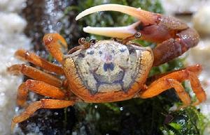 磨光招潮蟹 磨光招潮蟹