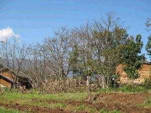 草壩子自然村 草壩子自然村