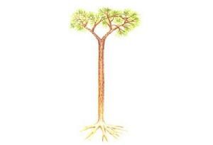 北塔山先鱗木 北塔山先鱗木