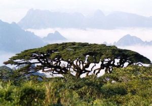 義大利五針松 義大利五針松