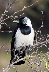 達烏里寒鴉 達烏里寒鴉