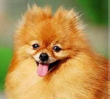 Pomeranian dog Pomeranian dog