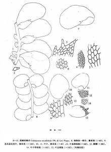 圓瓣疣鱗苔 圓瓣疣鱗苔