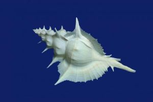 岩石芭蕉螺 岩石芭蕉螺