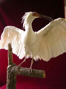 日本風頭䴉 日本風頭䴉