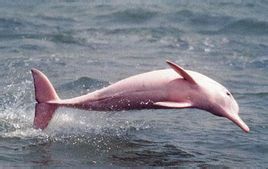 粉紅瓶鼻海豚