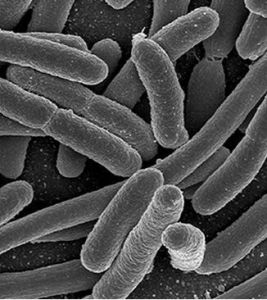 念珠狀鏈桿菌 念珠狀鏈桿菌