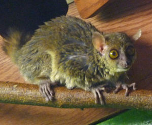 科氏倭狐猴 科氏倭狐猴