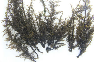 鼠尾藻