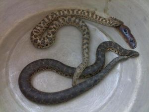 東疆沙蟒 東疆沙蟒