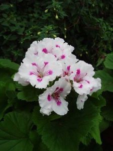 大花天竺葵 大花天竺葵