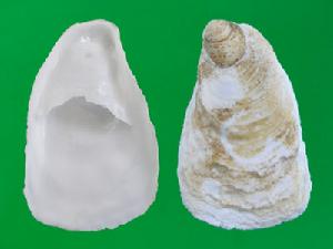 東方白舟螺 東方白舟螺