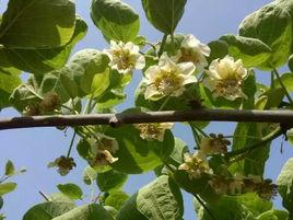 獼猴桃花粉 獼猴桃花粉