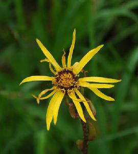 長白山橐吾 長白山橐吾