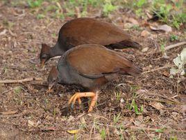 橙腳冢雉 橙腳冢雉