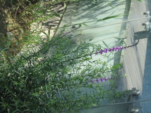 千屈菜-奧林匹克公園水邊