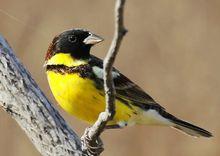 黃胸鵐（夏日季風攝影）