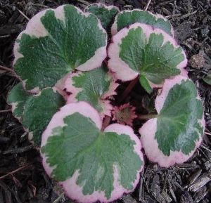 三色虎耳草 三色虎耳草