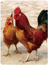 動物福利國際合作委員會