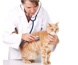 獸醫碩士 獸醫碩士