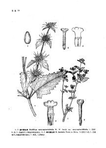 蕕葉醉魚草 蕕葉醉魚草