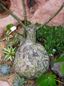 龜紋木棉 龜紋木棉