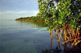 美洲紅樹 美洲紅樹