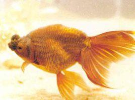 紫蛋鳳球 紫蛋鳳球