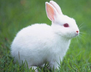 中國白兔