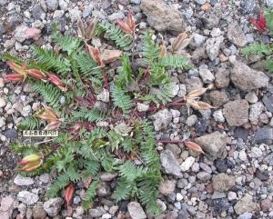 米口袋狀棘豆 米口袋狀棘豆