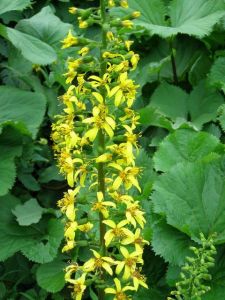 蓮葉橐吾 蓮葉橐吾