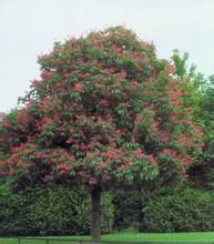 石生七葉樹 石生七葉樹