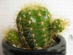 仙人球屬 仙人球屬