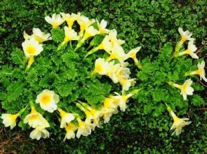 裂葉脆蒴報春 裂葉脆蒴報春