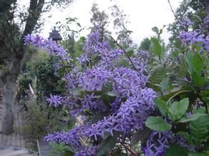 錫葉藤屬 錫葉藤屬