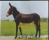 （圖）關中驢母驢