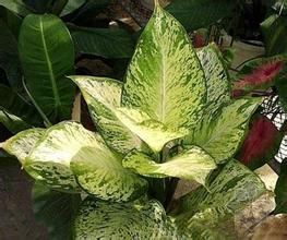 黛粉葉類植物 黛粉葉類植物