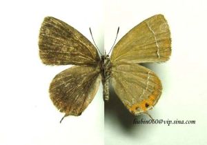 線灰蝶 線灰蝶