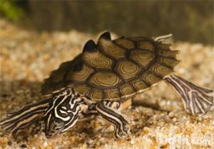 德州地圖龜 德州地圖龜