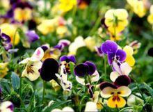 倪學麟攝影作品