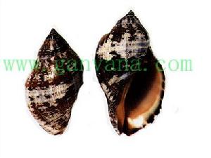 黑橄欖螺 黑橄欖螺