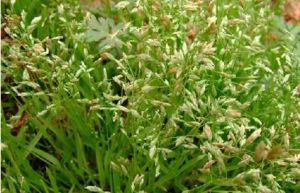 中甸早熟禾 中甸早熟禾