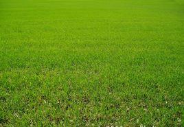 百慕達草 百慕達草