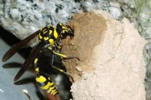 螟蛉有子 螟蛉有子